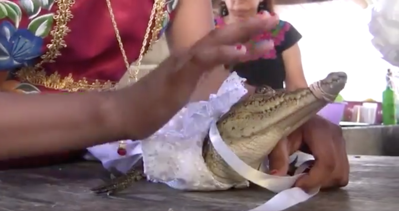 Alcalde de Oaxaca se casa con caimán en tradición milenaria