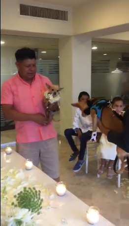 VIDEO: Hacen perra entre perros chihuahua en Puerto Vallarta