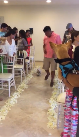 VIDEO: Hacen perra entre perros chihuahua en Puerto Vallarta