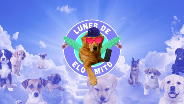 Elo Mito: recuento de videos y fotos chistosos de perros