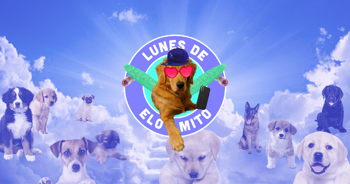 Elo Mito: recuento de videos y fotos chistosos de perros