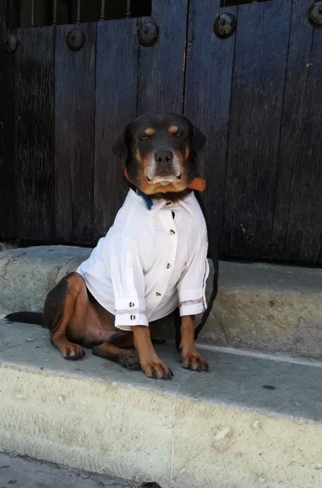 Mazapán, perro de la Guelaguetza recibe una guayabera
