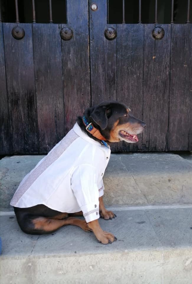 Mazapán, perro de la Guelaguetza recibe una guayabera