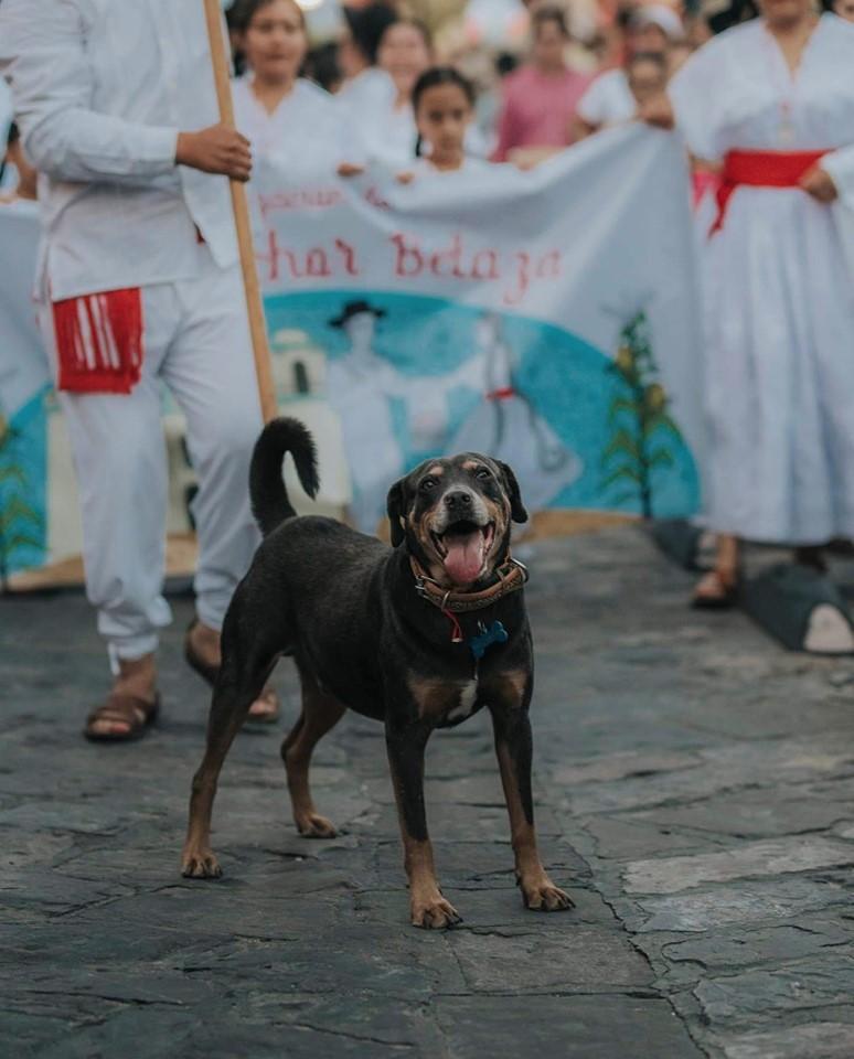 Mazapán, perro de la Guelaguetza recibe una guayabera