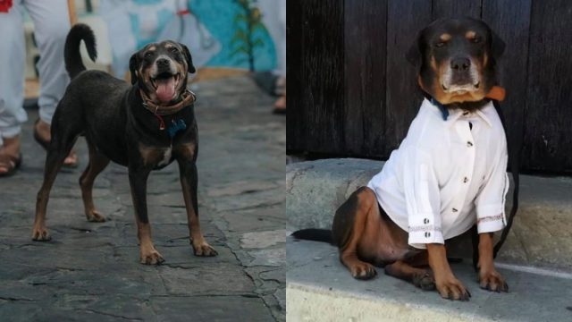 Perro Mazapán Oaxaca, Mazapán Perro Oaxaqueño, Mazapán Perro Bailarín, Mazapán Perro Guelaguetza, Mazapán Perro Calendero, Mazapán Perro Calendas