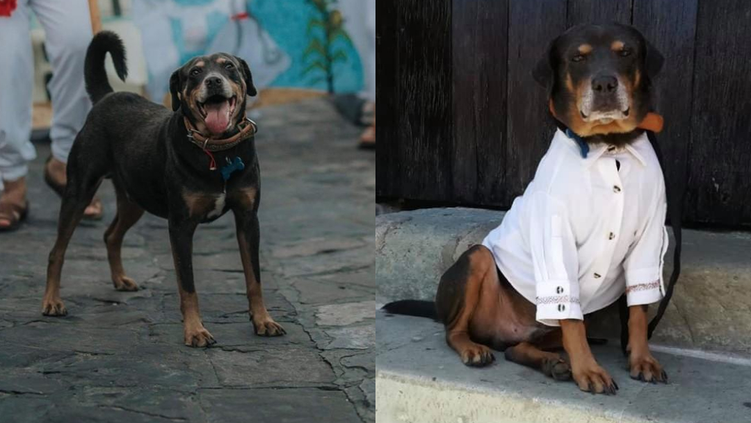 Perro Mazapán Oaxaca, Mazapán Perro Oaxaqueño, Mazapán Perro Bailarín, Mazapán Perro Guelaguetza, Mazapán Perro Calendero, Mazapán Perro Calendas