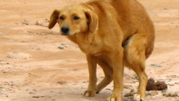 ¿Por qué tu perro se te queda viendo cuando hace popó?