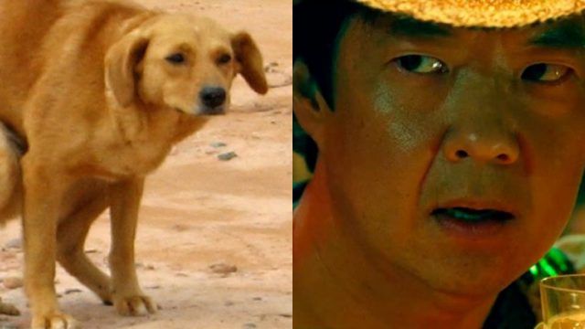 Perro Haciendo Popó, Perros, Por Qué Mi Perro Me Mira Fijamente, Comportamiento Perros, Popó, Caca