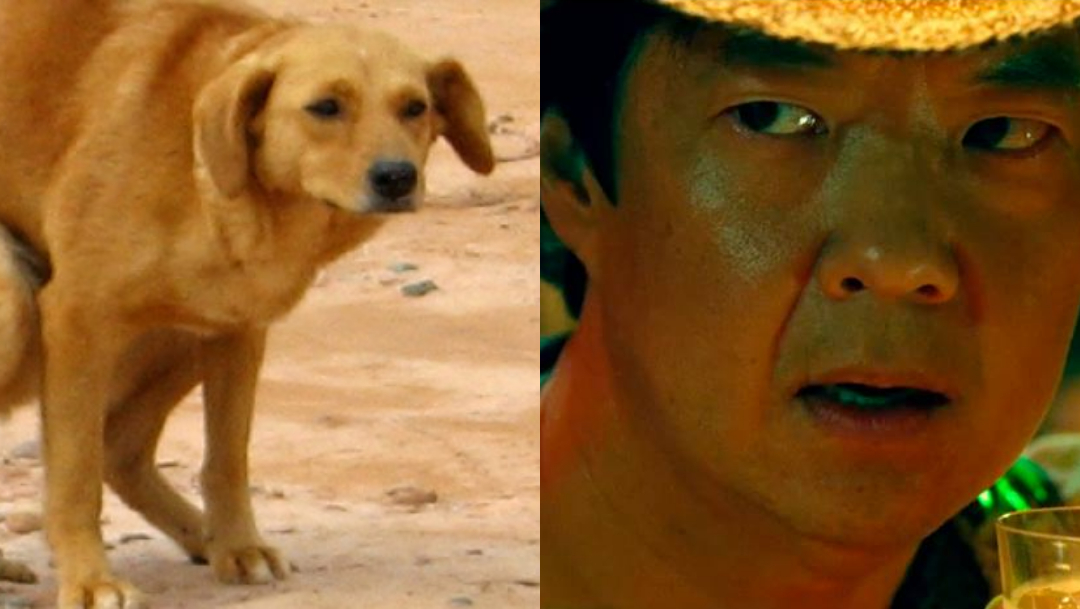 Perro Haciendo Popó, Perros, Por Qué Mi Perro Me Mira Fijamente, Comportamiento Perros, Popó, Caca