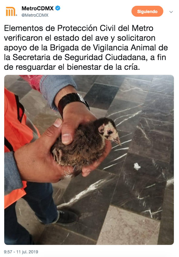 Rescatan guajolote en el metro Pantitlán