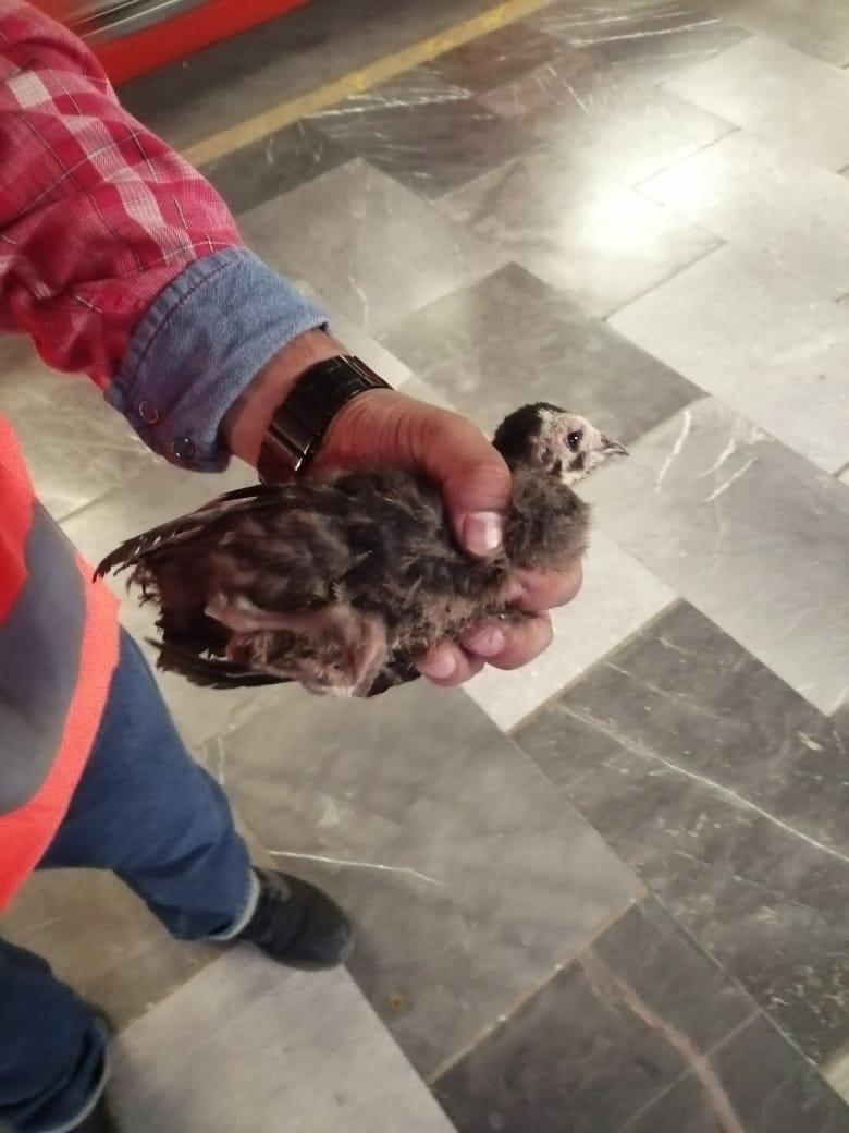Rescatan a guajolote de las vías del metro Pantitlán