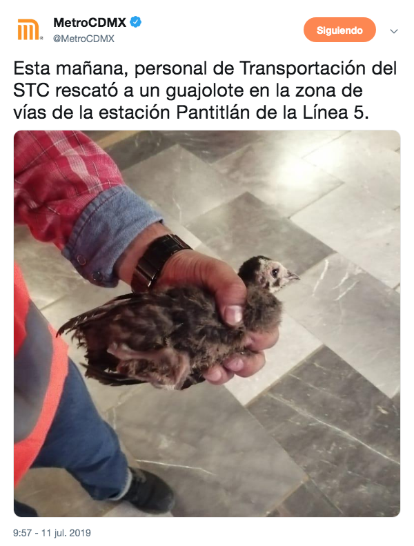 Rescatan a Guajolote en el metro Pantitlán