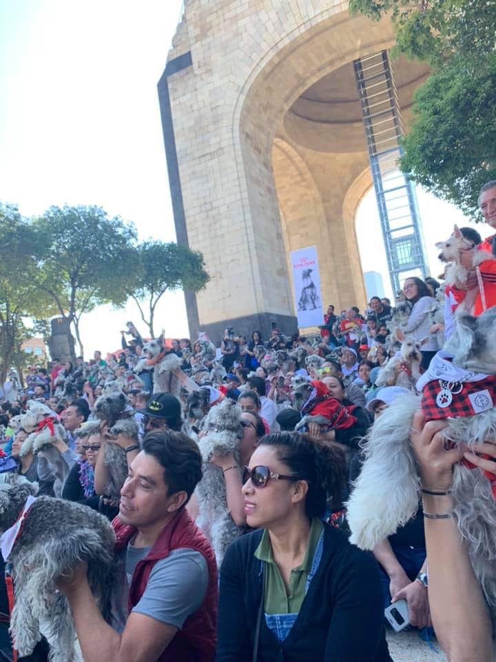 Llevan a cabo primer encuentro de perros schnauzer en la cdmx