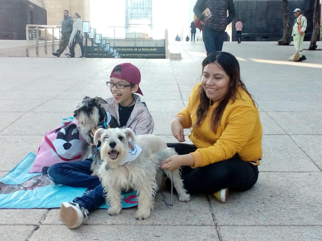Llevan a cabo primer encuentro de perros schnauzer en la cdmx