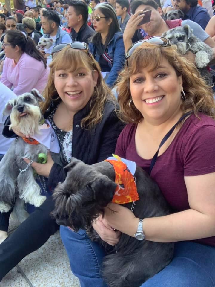 Llevan a cabo primer encuentro de perros schnauzer en la cdmx