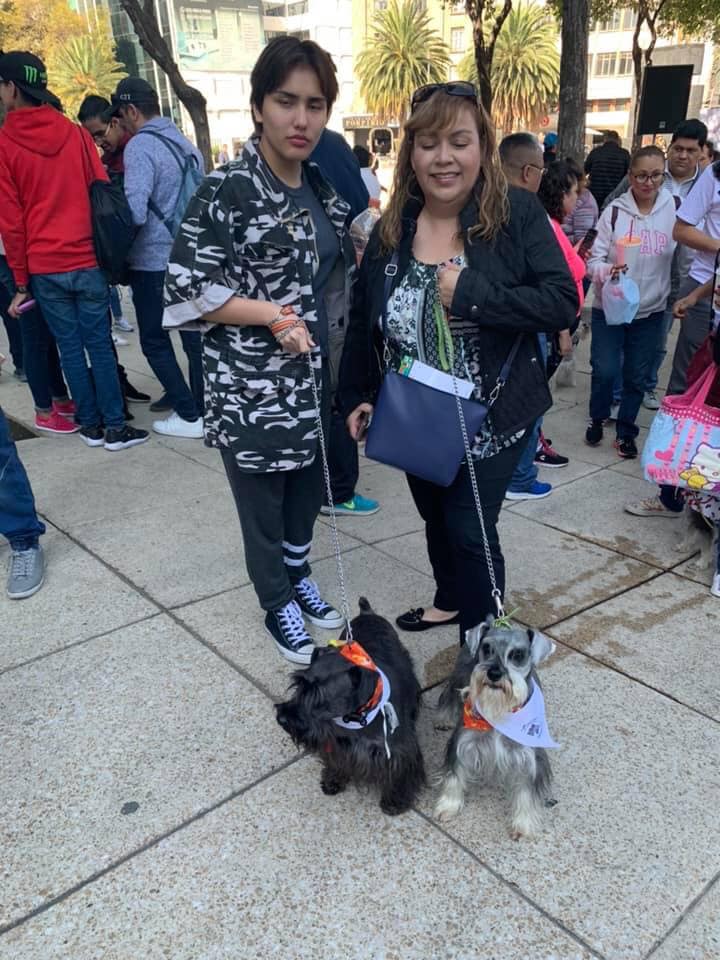 Llevan a cabo primer encuentro de perros schnauzer en la cdmx