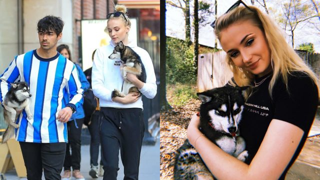 Muere atropella el perro de Joe Jonas y Sophie Turner