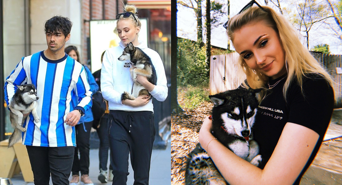 Muere atropella el perro de Joe Jonas y Sophie Turner