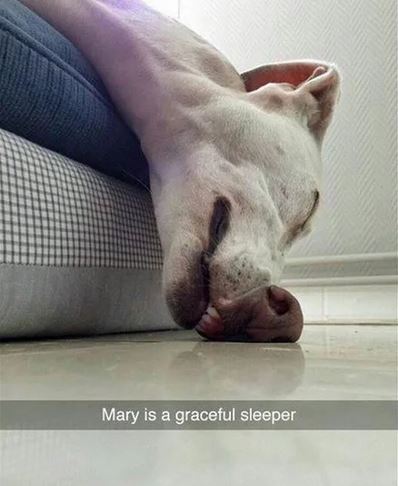Elo Mito: recuento de videos y fotos chistosos de perros