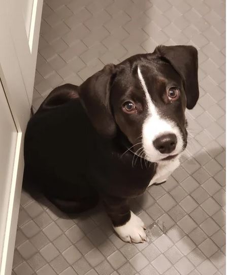Elo Mito: recuento de videos y fotos chistosos de perros