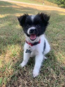 Elo Mito: recuento de videos y fotos chistosos de perros