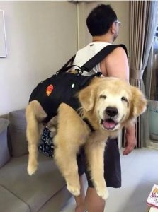 Elo Mito: recuento de videos y fotos chistosos de perros