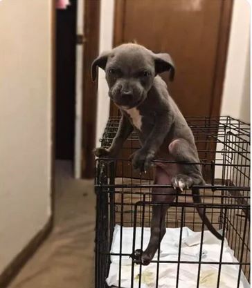Elo Mito: recuento de videos y fotos chistosos de perros