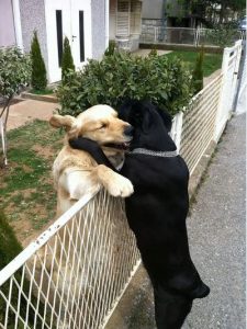 Elo Mito: recuento de videos y fotos chistosos de perros