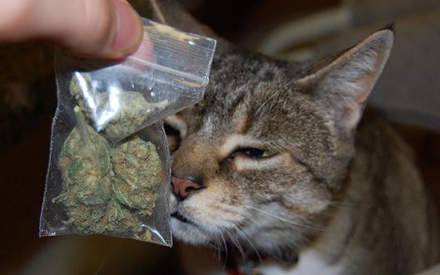 Gato llega a casa con marihuana y su dueño lo denuncia