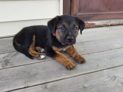 Elo Mito: recuento de videos y fotos chistosos de perros