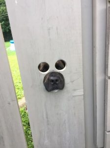 Elo Mito: recuento de videos y fotos chistosos de perros