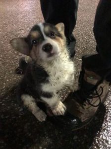 Elo Mito: recuento de videos y fotos chistosos de perros