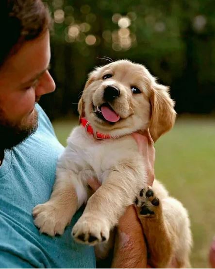 Elo Mito: recuento de videos y fotos chistosos de perros