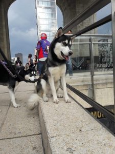 Elo Mito: recuento de videos y fotos chistosos de perros