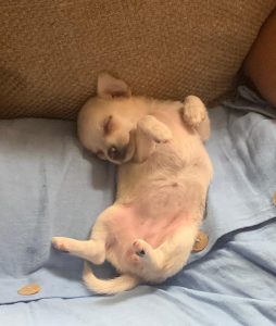 Elo Mito: recuento de videos y fotos chistosos de perros