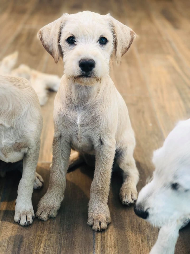 Elo Mito: recuento de videos y fotos chistosos de perros