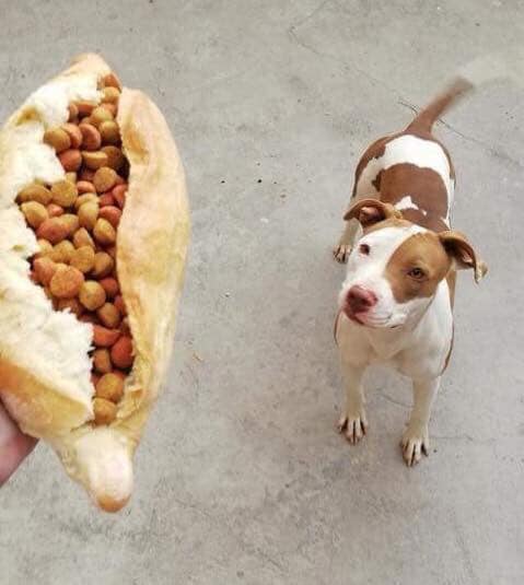Elo Mito: recuento de videos y fotos chistosos de perros