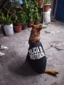 Elo Mito: recuento de videos y fotos chistosos de perros