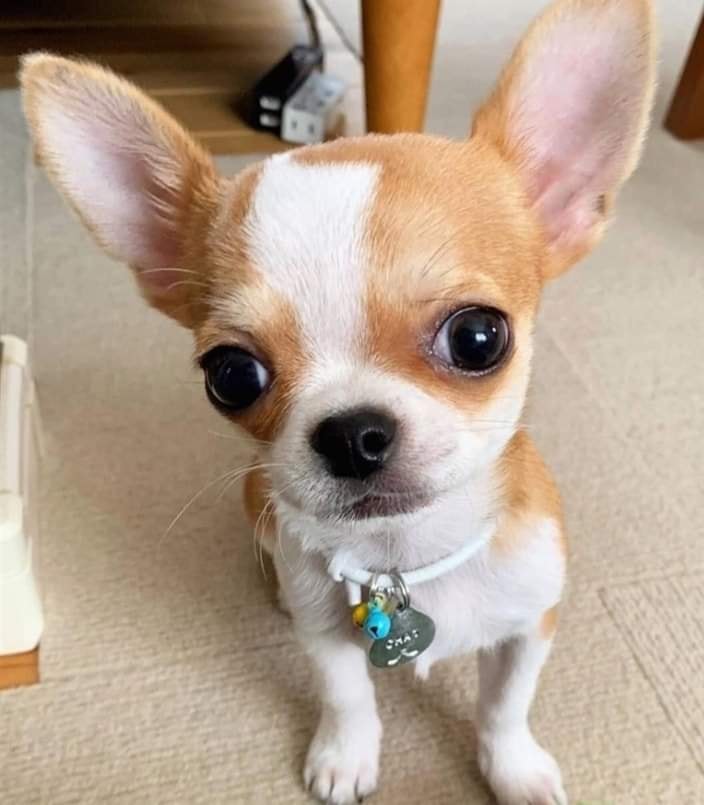 Elo Mito: recuento de videos y fotos chistosos de perros