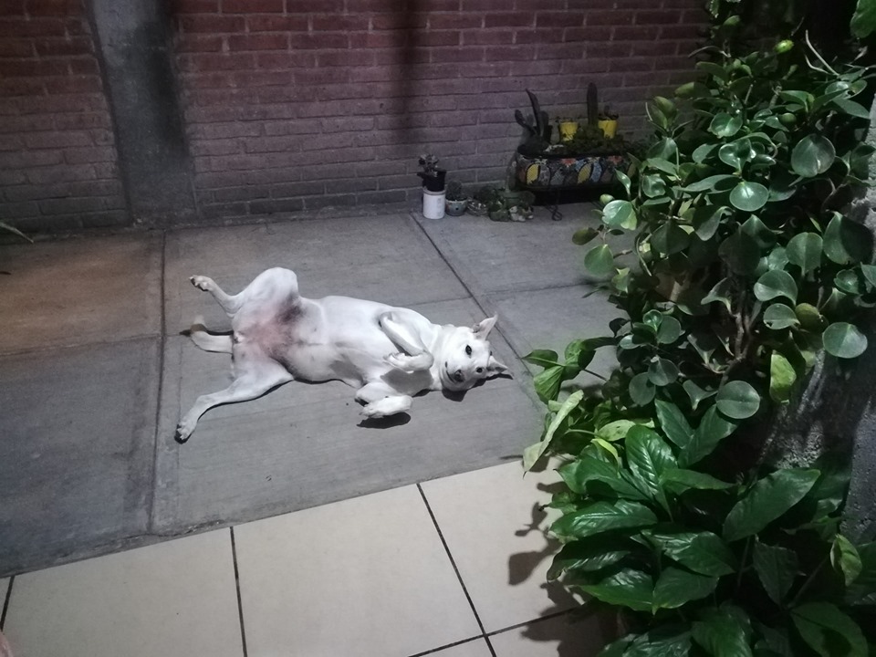 Elo Mito: recuento de videos y fotos chistosos de perros