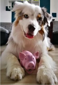 Elo Mito: recuento de videos y fotos chistosos de perros