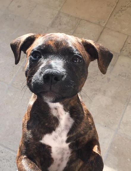 Elo Mito: recuento de videos y fotos chistosos de perros