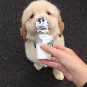 Elo Mito: recuento de videos y fotos chistosos de perros