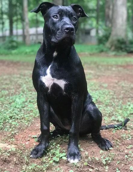 Elo Mito: recuento de videos y fotos chistosos de perros