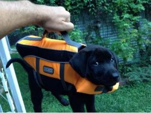 Elo Mito: recuento de videos y fotos chistosos de perros