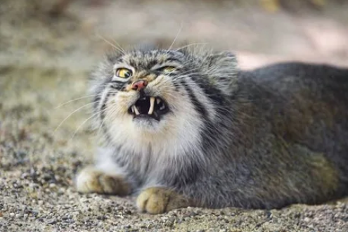 Viernes de animales: recuento semanal de videos y fotos