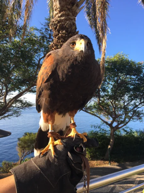 Viernes de animales: recuento semanal de videos y fotos