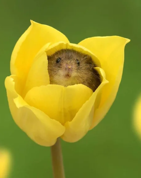 Viernes de animales: recuento semanal de videos y fotos