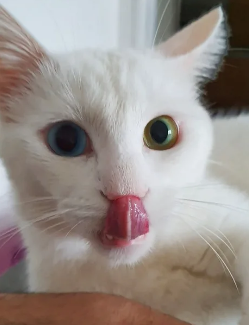 Viernes de animales: recuento semanal de videos y fotos