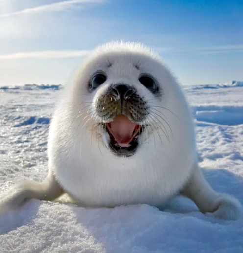 Viernes de animales: recuento semanal de videos y fotos